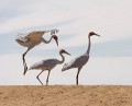 Lake Eyre (Day 2)_20070407_131